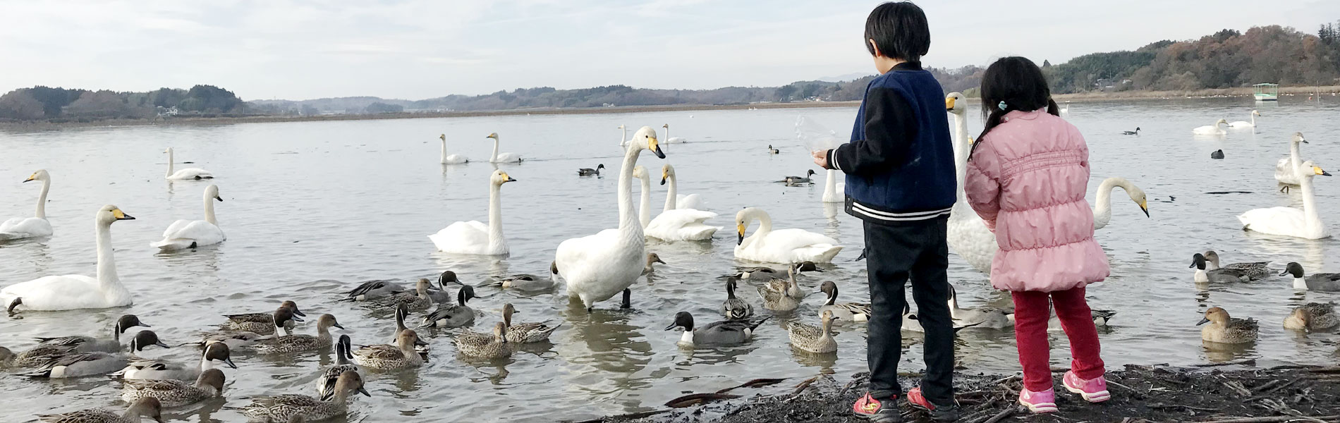 白鳥と子どもたち